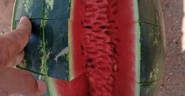 Sweet Moroccan watermelon from Agadir €0.6/kg, we import by