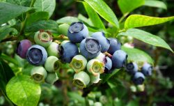 American blueberry cultivation