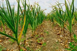 Garlic cultivation