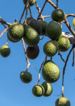 Avocado cultivation