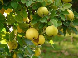 Quince cultivation