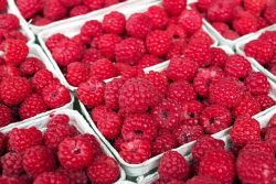 Raspberry cultivation