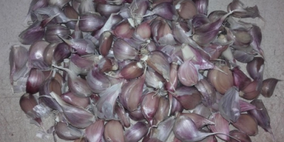 I will sell garlic from my own production. I