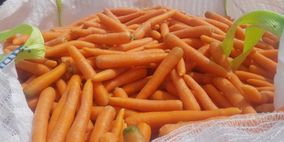 Karotten aus Polen 1. Klasse 20+-40 mm gewaschen