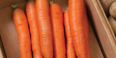 Carrots from Poland 1st class 20+-40 mm Washed