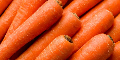 Carrots for processing from Poland 20+-40mm Washed