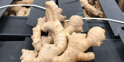 Ginger from China from our warehouse in Lodz 150gr+