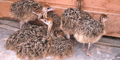 We are professional suppliers of live ostriches, fertile ostrich