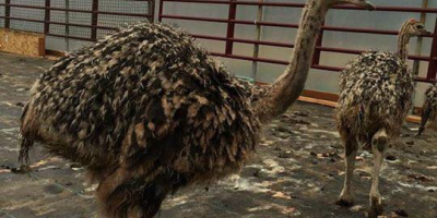 We are professional suppliers of live ostriches, fertile ostrich