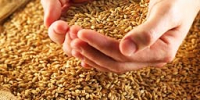 Hello, Our Company wants to offer you our Wheat,
