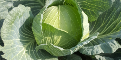 Coolwrap, Flat cabbage, variety Fildwinner F1. I will sell