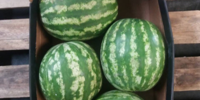 I will sell a fresh, nice, juicy watermelon. Import