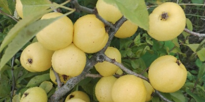 I will sell Japanese quince fruit and large-fruity quince.