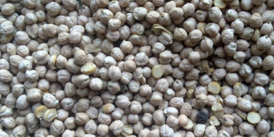 propria produzione ucraina (2018), dimensione delle sementi: 8-12 mm;