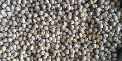 propria produzione ucraina (2018), dimensione delle sementi: 8-12 mm;