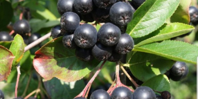 Aronia con certificato biologico molto dolce prezzo 22do28 brixuw