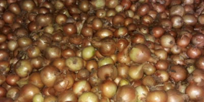 Polish Cymes variety packed in 15kg bags.