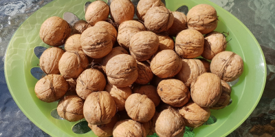 Venderò le gustose noci di quest&#39;anno. L&#39;albero senza spruzzi