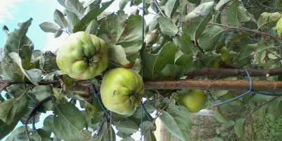 I will sell a quince variety: Robusta, Leskowacz