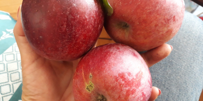 Alte Sorten von Äpfeln aus einem ökologischen 0,5 h