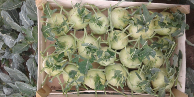 I will sell a large amount of kohlrabi. The