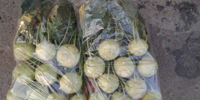I will sell a large amount of kohlrabi. The