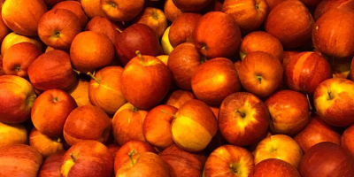 I will buy a striped gala apple, royal gala,