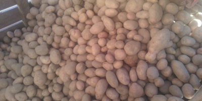 I will sell washed or dirty potatoes in whole-car,
