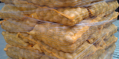 GLOBAL GAP minősített burgonya, ehető és ropogós fajták. Csomagolási
