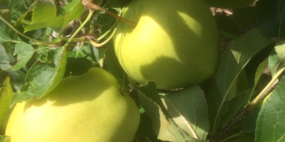 I will sell the GOLDEN DELICIOUS apple directly from