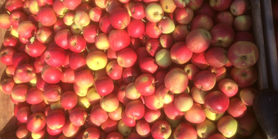 I will sell the CHAMPION apple in the pallets.