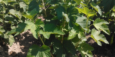 Licensed blackcurrant seedlings of varieties: Polares, Tihope, Gofert, Ruben,