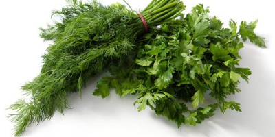 Sale of dill and parsley in large quantities. Exports