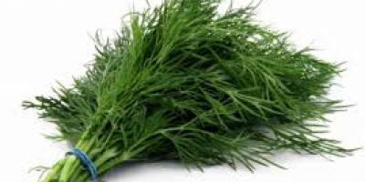 Sale of dill and parsley in large quantities. Exports