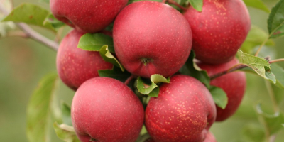 Hello, I will sell apple varieties such as: Rubin,