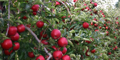 Hello, I will sell apple varieties such as: Rubin,