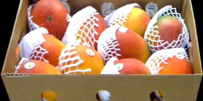 Fructe de roșu și galben în maturizare. Este orbulară