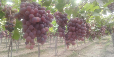 The Red Globe grape is highlighted by its large