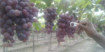 The Red Globe grape is highlighted by its large
