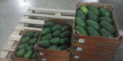 Това разнообразие от авокадо има среден размер, вариращо между
