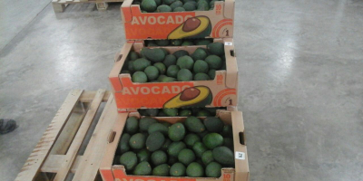 This variety of avocado has a medium size, ranging
