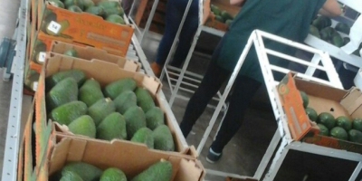 Ова врста авокада има средње величине, у просеку се
