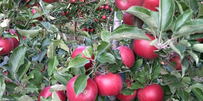 I will sell apples for Red jonaPrins Naidared Golden