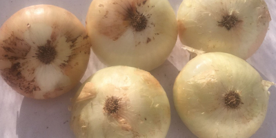 Yellow onion is a variety of dried onion with
