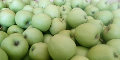 I will sell the GOLDEN DELICIOUS apple from the