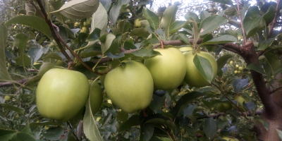 I will sell the GOLDEN DELICIOUS apple from the