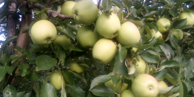I will sell the GOLDEN DELICIOUS apple from the