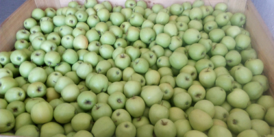 I will sell the GOLDEN DELICIOUS apple from the