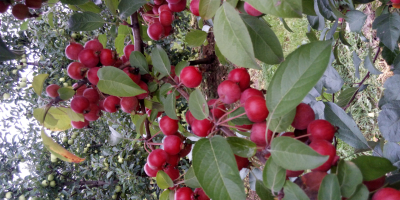 After October 25, for sale, heavenly apples for preserves.