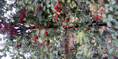 After October 25, for sale, heavenly apples for preserves.
